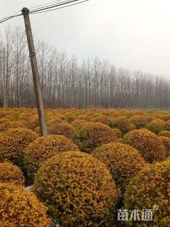 高度40厘米金叶女贞