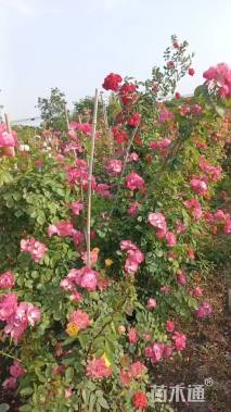 高度100厘米蔷薇