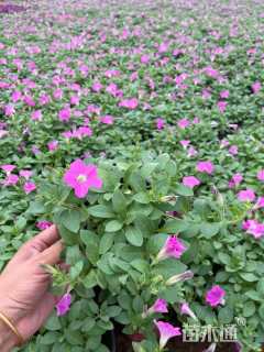 高度20厘米垂钓牵牛