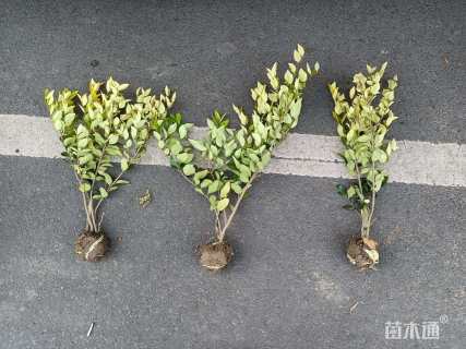 高度30厘米金森女贞