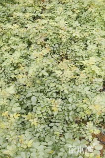 高度30厘米月季