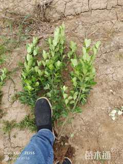 高度60厘米卫矛