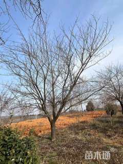 高度450厘米关山樱