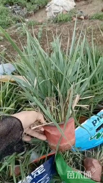 高度20厘米画眉草