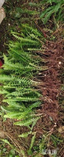 高度40厘米肾蕨