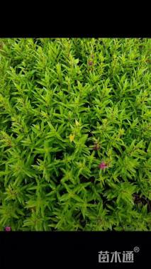 高度20厘米香彩雀