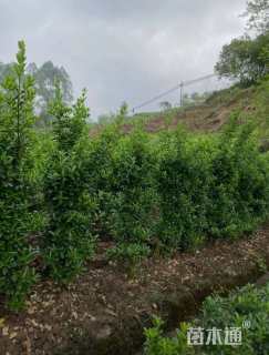 高度150厘米大叶黄杨