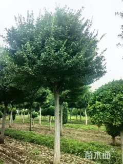 15公分丝棉木高接卫矛