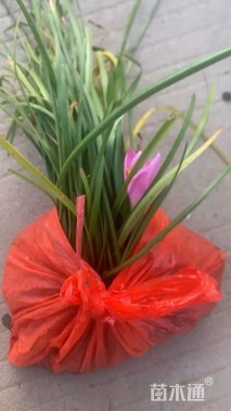高度25厘米韭兰