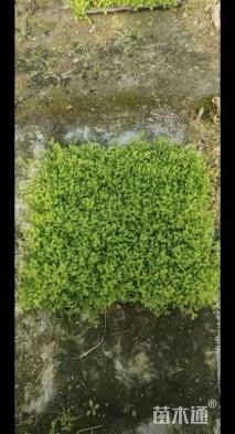 高度10厘米姬岩垂草