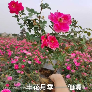 高度40厘米仙境月季