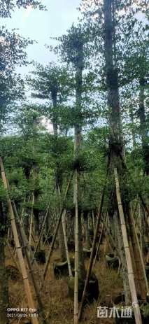 15公分小叶榄仁