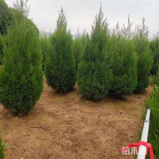 高度180厘米蜀桧
