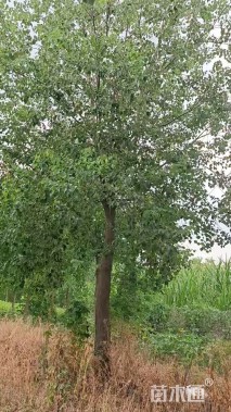 18公分乌桕