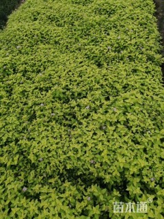 高度15厘米金山绣线菊