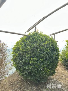 冠幅200厘米大叶黄杨球