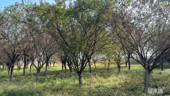 高度600厘米金银木