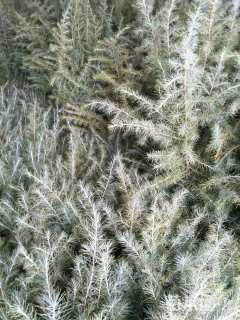 高度300厘米雪松