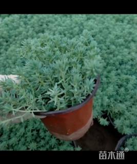 高度10厘米中华景天