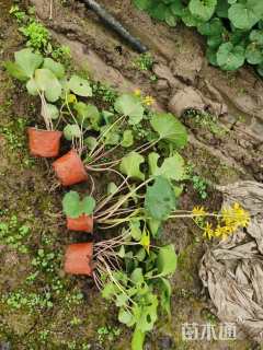 高度30厘米大吴风草