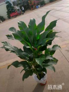 高度85厘米蝴蝶兰（火鸟）