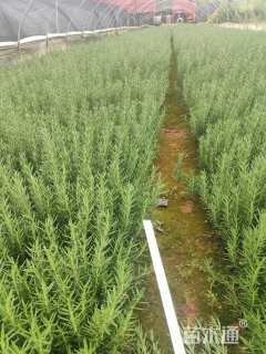 高度30厘米迷迭香