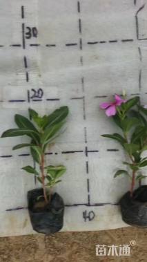 高度20厘米长春花