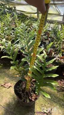 高度20厘米槲蕨