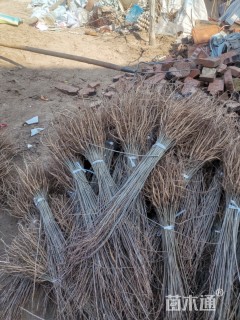 高度30厘米紫穗槐小苗