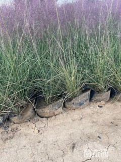 高度30厘米粉黛乱子草