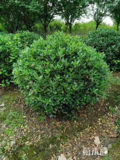 冠幅150厘米海桐球