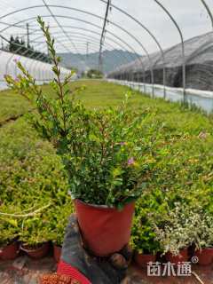 高度25厘米满天星