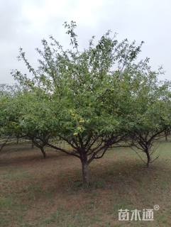 13公分沙果树