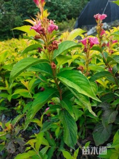 高度20厘米红王子锦带