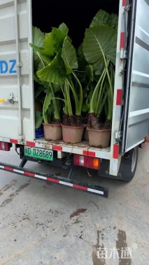 高度25厘米小叶栀子