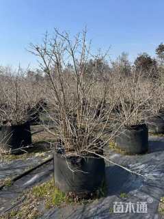 高度60厘米木绣球