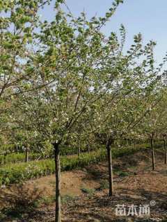 6公分染井吉野樱