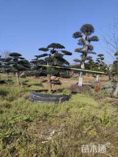 容器苗造型罗汉松