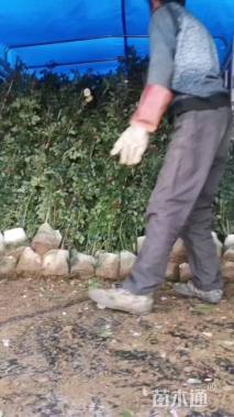 120厘米藤本月季