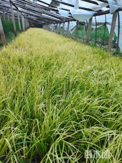 高度15厘米金叶石菖蒲