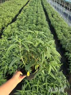 高度30厘米墨西哥鼠尾草