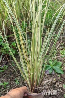 高度50厘米花叶蒲苇