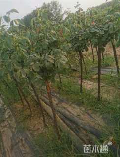 2.5公分树状月季