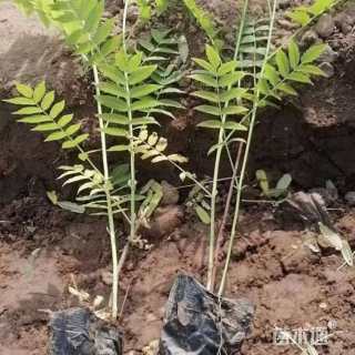 高度40厘米珍珠梅