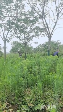 18公分黄山栾树