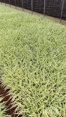 高度20厘米金边吊兰