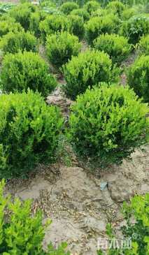 冠幅50厘米瓜子黄杨球