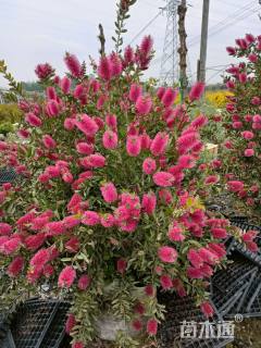 高度100厘米澳洲红千层