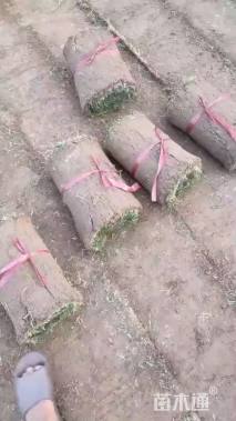 草块状百慕大草