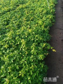 30厘米五叶地锦